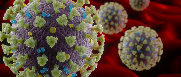 Coronavirus Structure