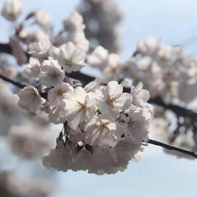 Cherry blossom closeup